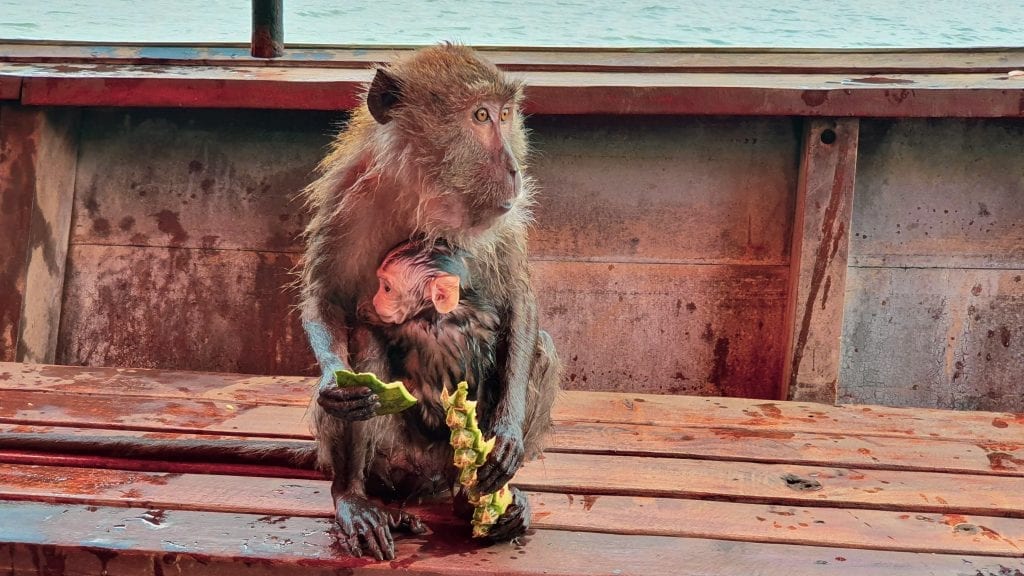 Monkey with Kid on a boat in Thailand