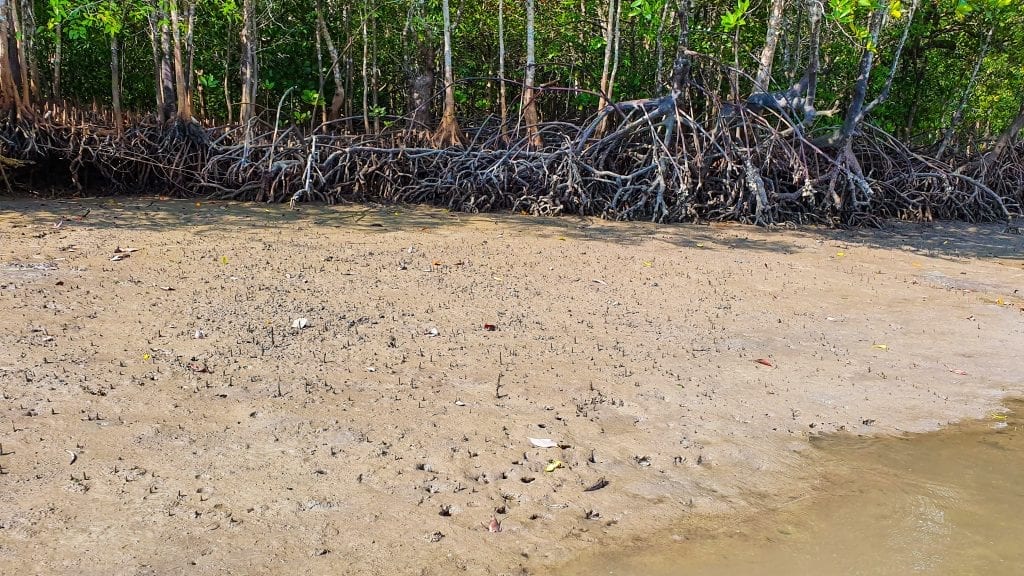 Tung yee peng mangrove forest