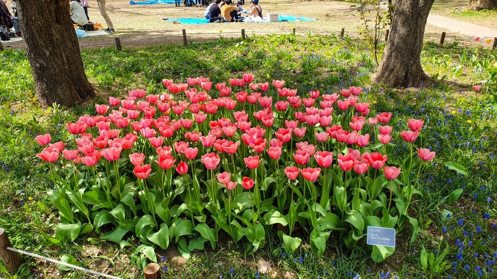 Flowers in Maruyama Park