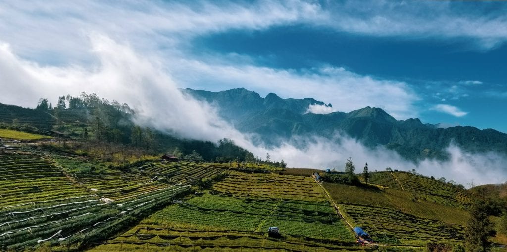 Rice Field in Sapa