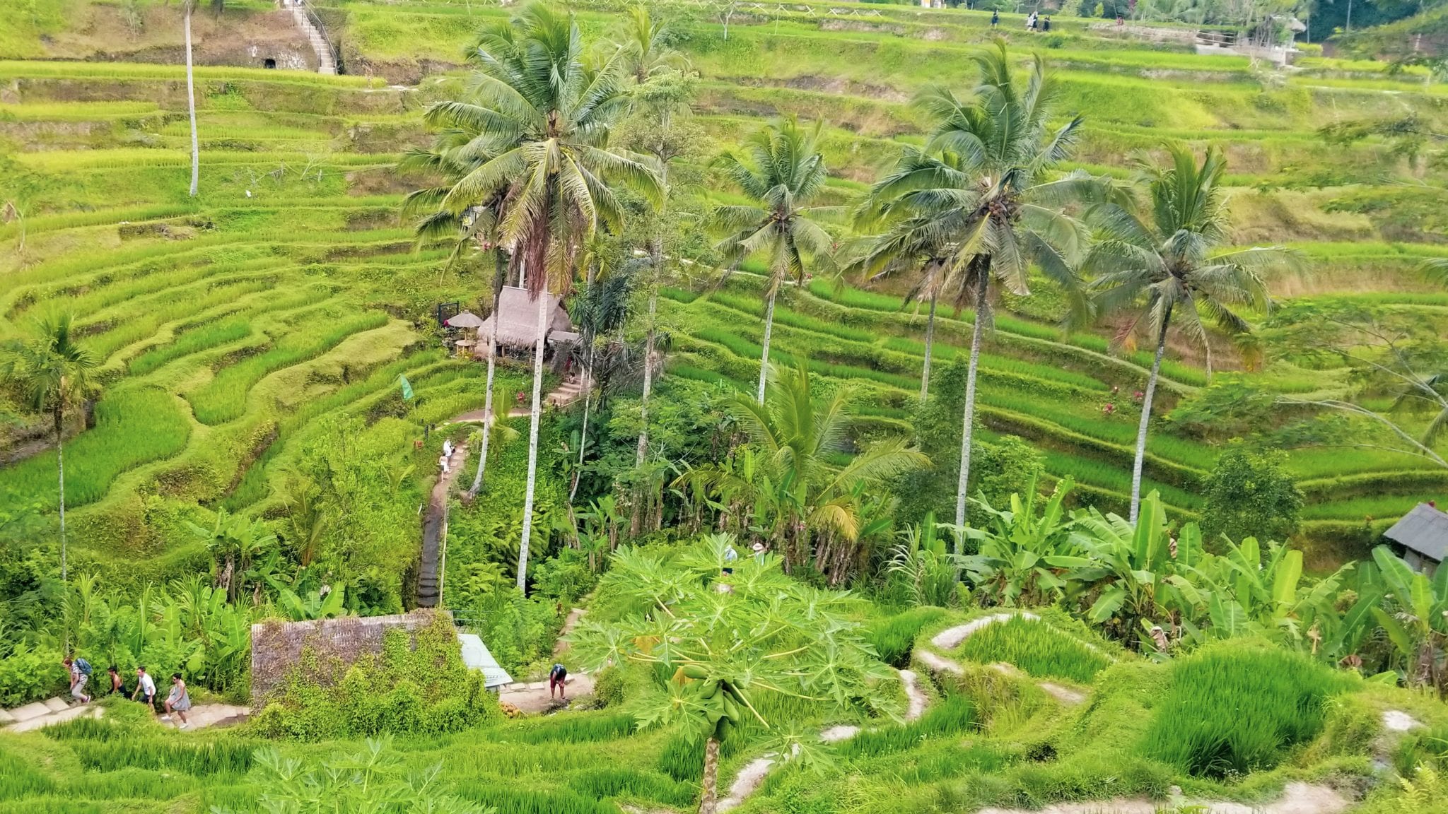 ubud rice terrace walk