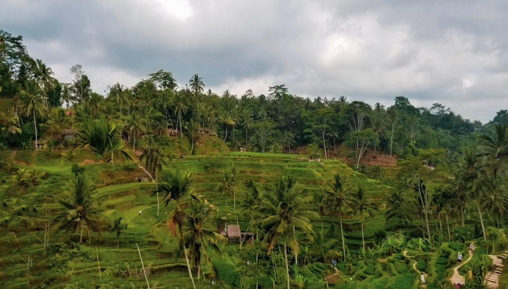 Rice Terraces in Ubud is a UNESCO World Heritage Site