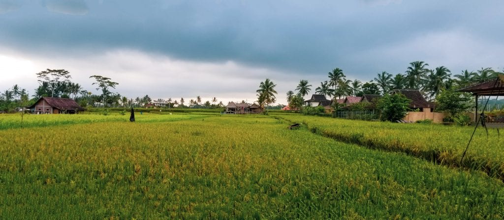 Ubud Countryside