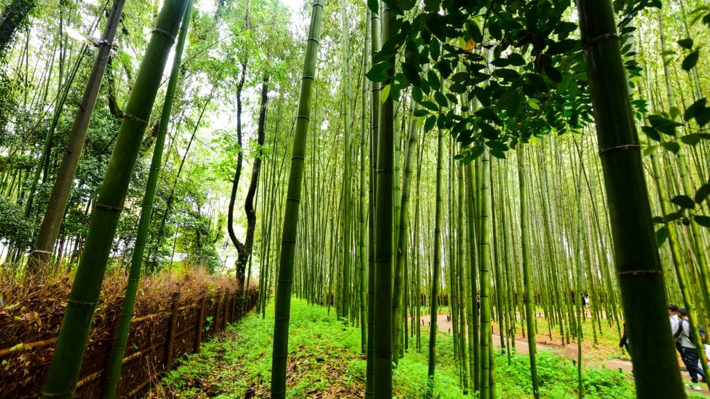 Arashiyama Bamboo Garden - 3 Day Kyoto Itinerary