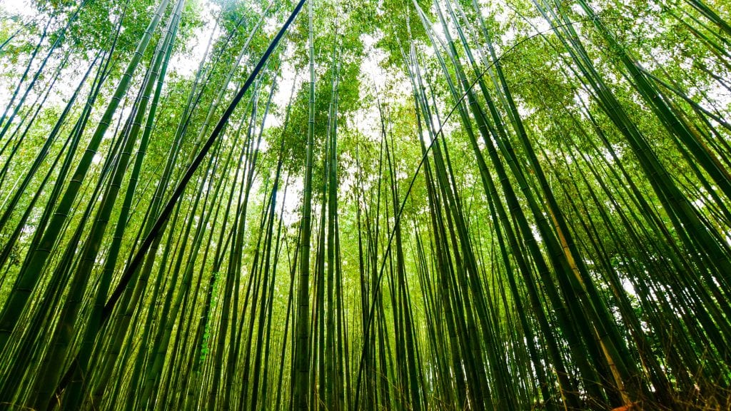 Arashiyama Bamboo Grove in Japan