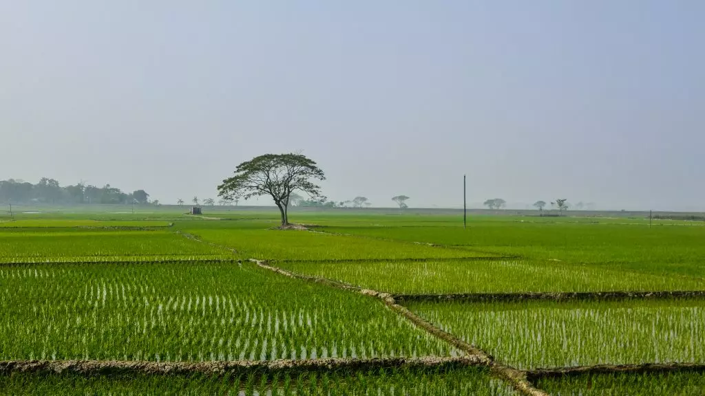 Bangladesh Countryside