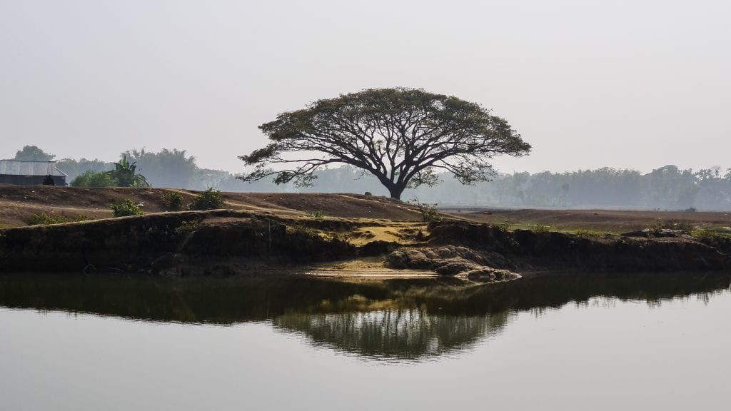 Beautiful Tree in Birishiri