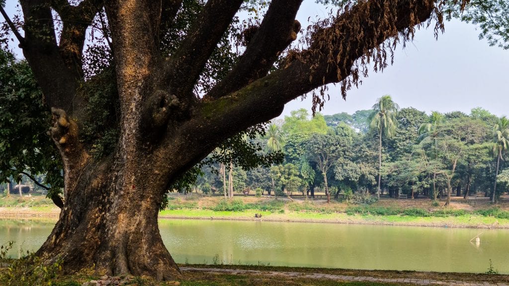 A Big Tree in Ramna Park