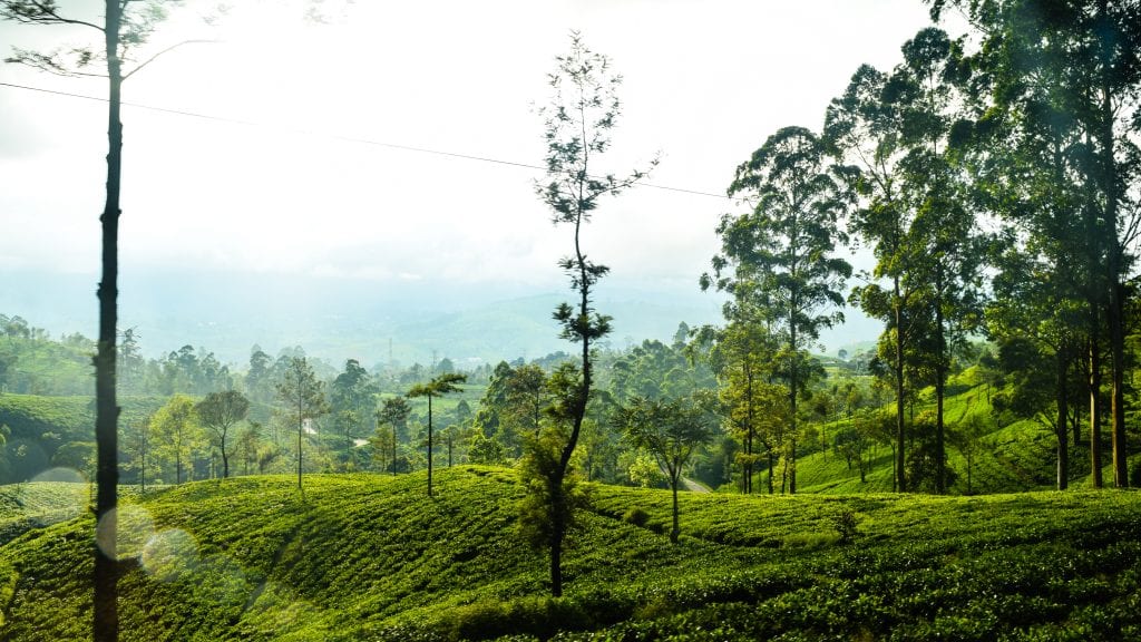 Closer Look at the Tea Garden of Sri Lanka