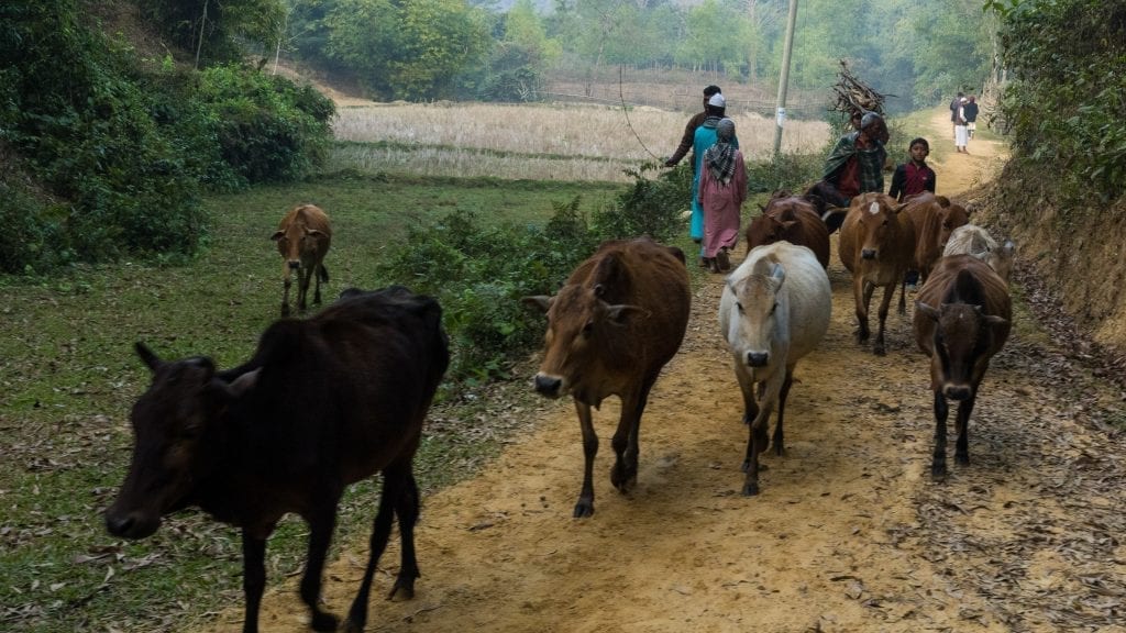 Cows returning home in Bangladesh