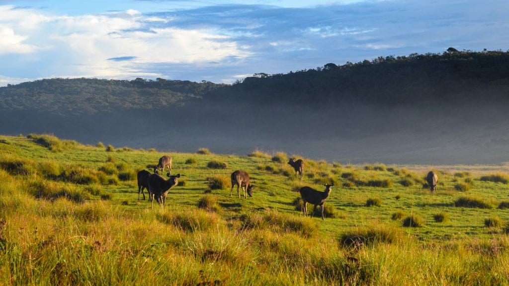 Deer in Horton's National Plain