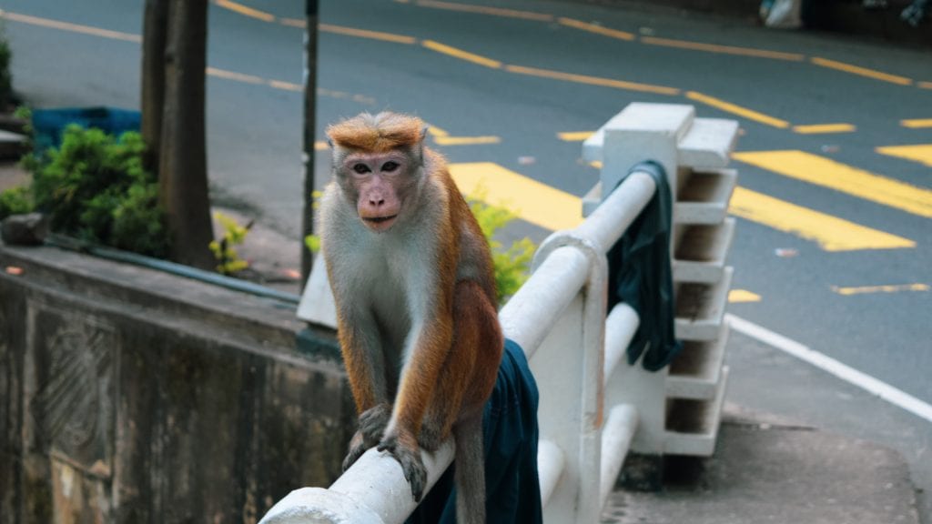 Monkey near Ravana Fall in Ella