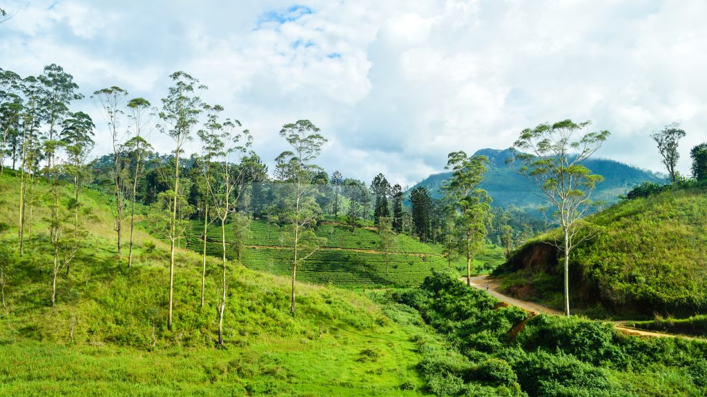 Narrow Roads in the Tea Garden of Ella