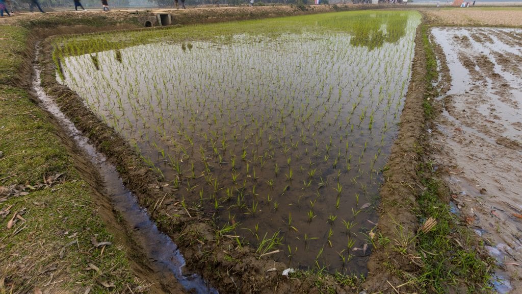 Rice field in Birishiri