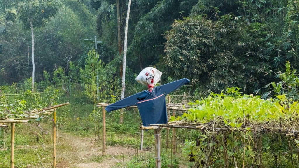 Scarecrow in Bangladesh for scaring crows