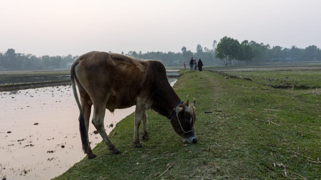 Typical Village in Bangladesh - Birishiri