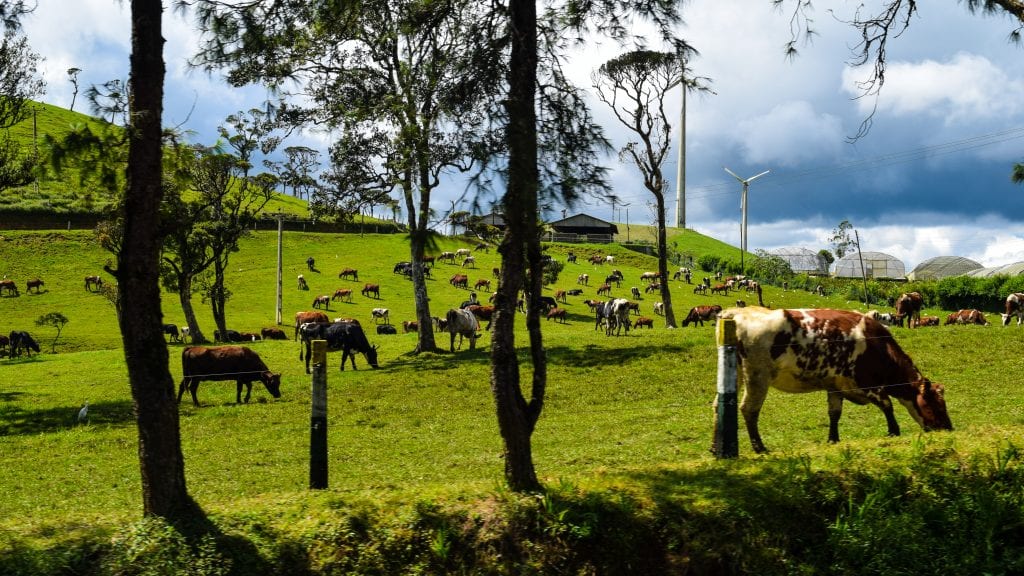 Ambewela Farm in Sri Lanka