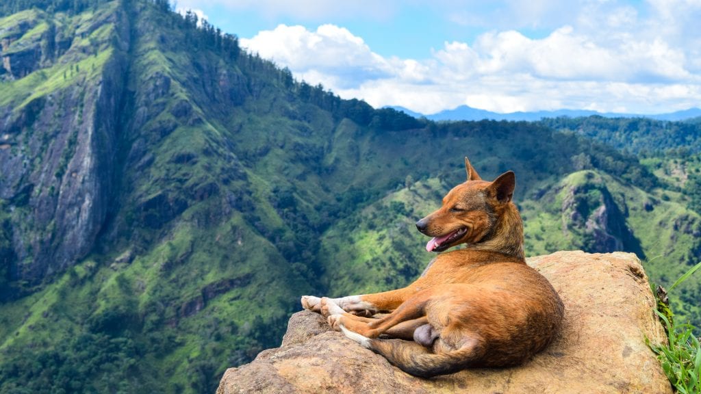 Dog on Top of little Adam's Peak