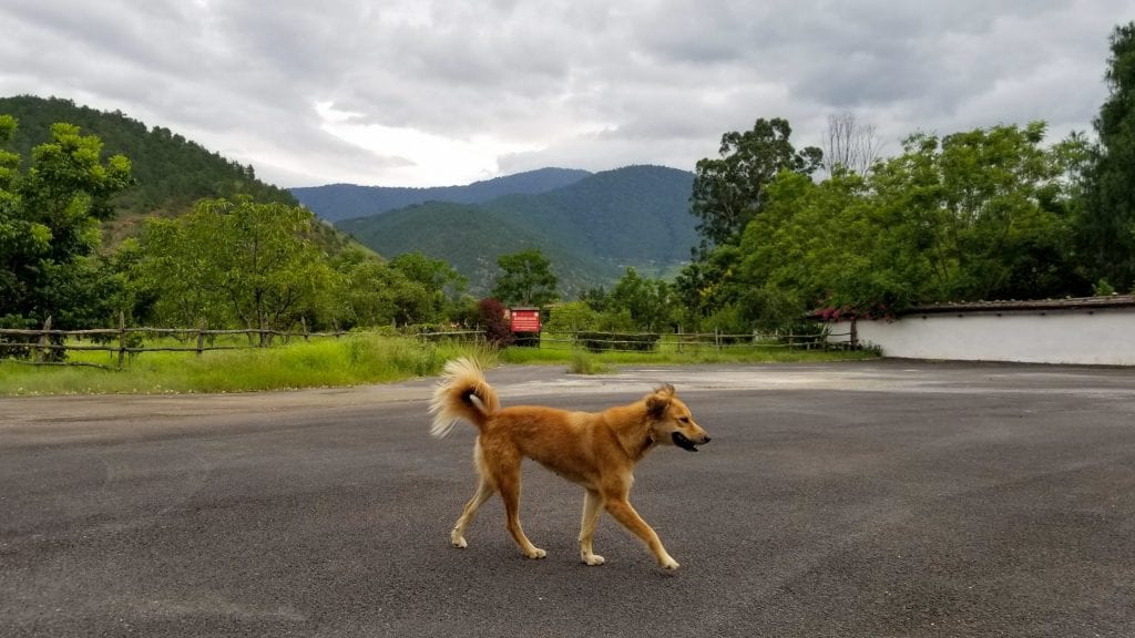 Dog Photography in Punakha