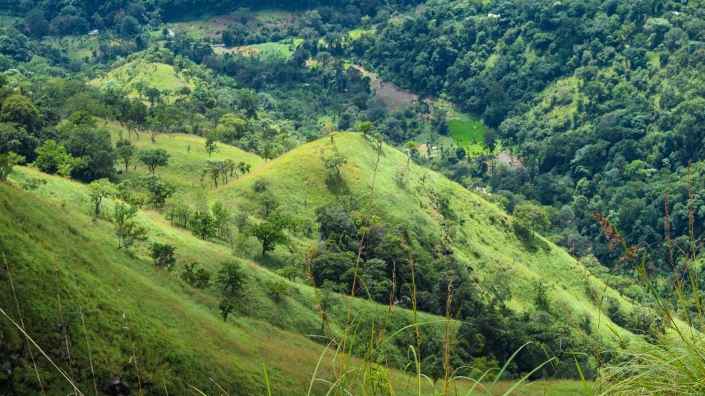 Greeneries at Little Adam's Peak, Ella