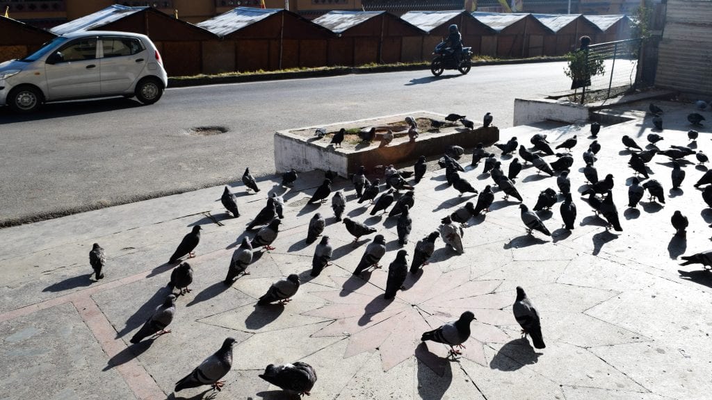 Pigeons in Thimphu