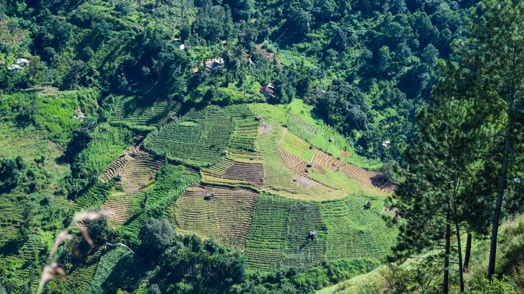 Ricr Field seen from the Little Adam's Peak