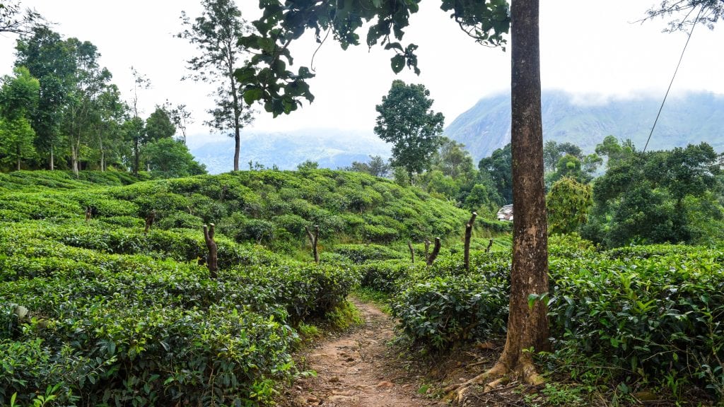 Tea Gardens in Ella, Sri Lanka