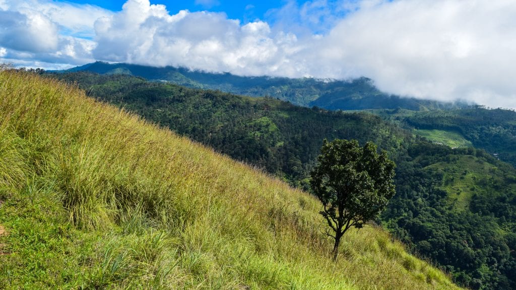 Tree in Little Adams Peak, Sri Lanka