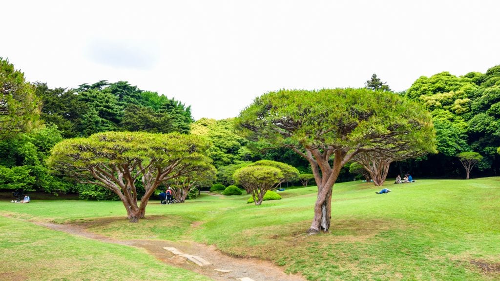 Trees in Shinjuku Gyoen National Garden