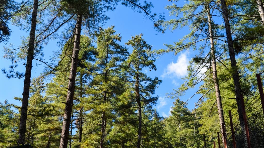 Trees in Takin National Reserve