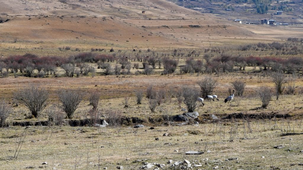 Black Neck Crane in Phobjikha Valley