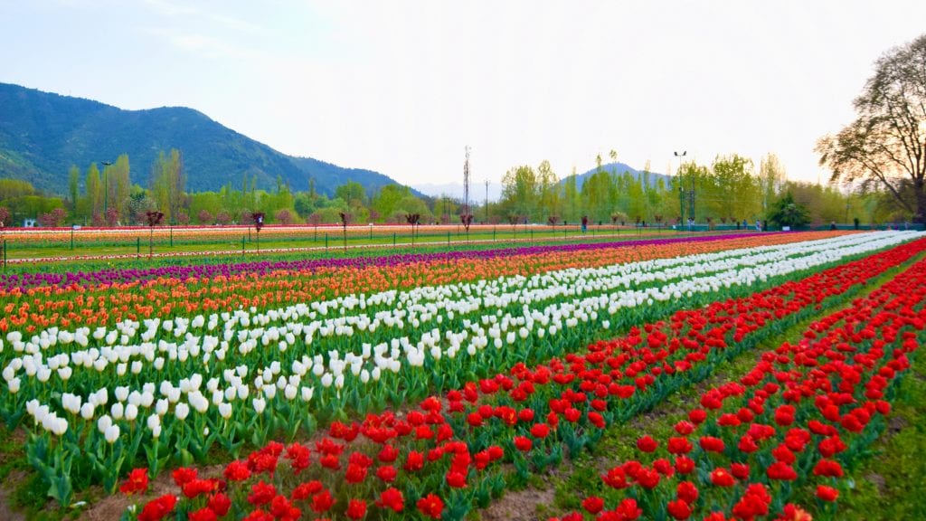 Colorful Tulips in Srinagar