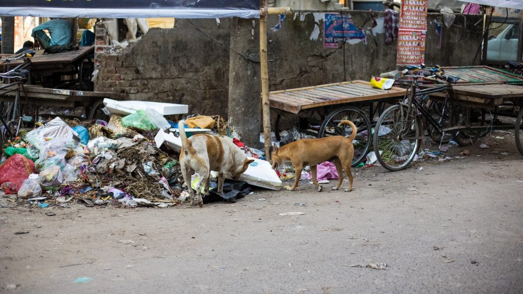 Stray Dogs in Old Dhaka - Old Dhaka in Photos