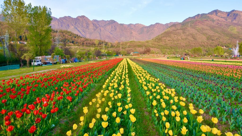 Tulip Garden in Srinagar