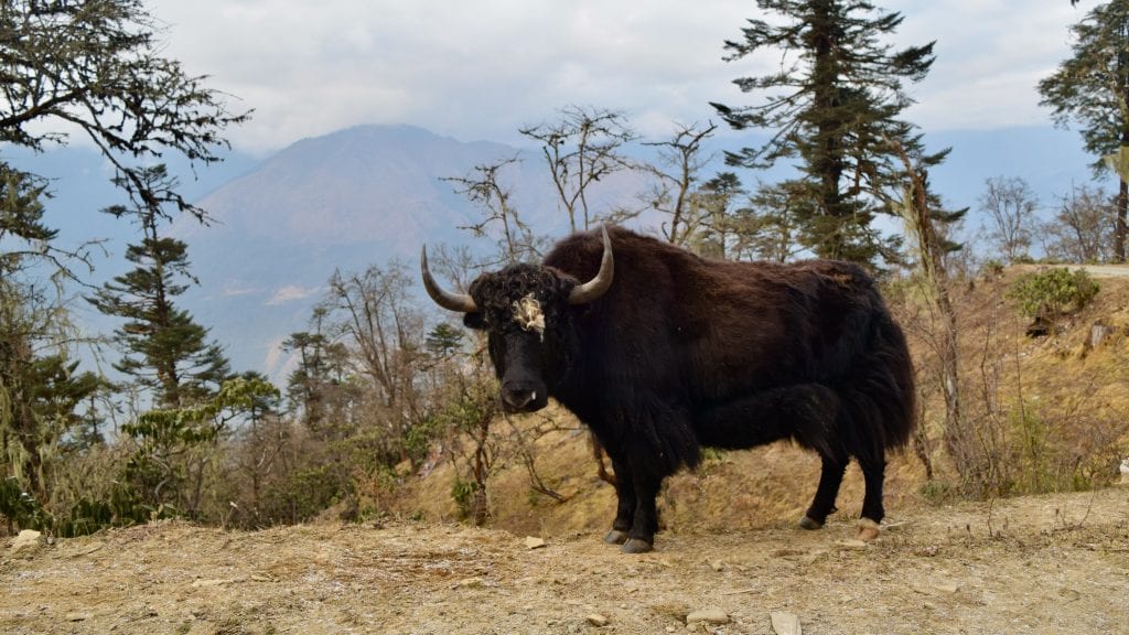 Yak in Phobjikha Valley