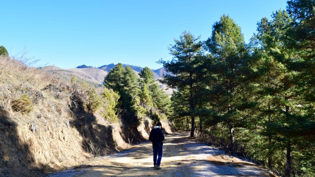 Walk through the Pine Forest