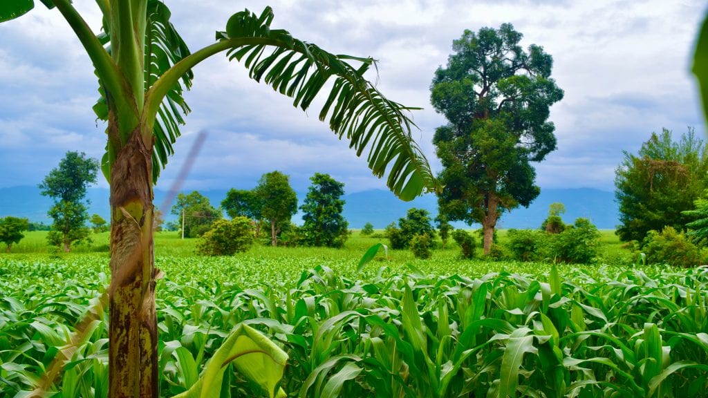 Green Nyaung Shwe in Myanmar