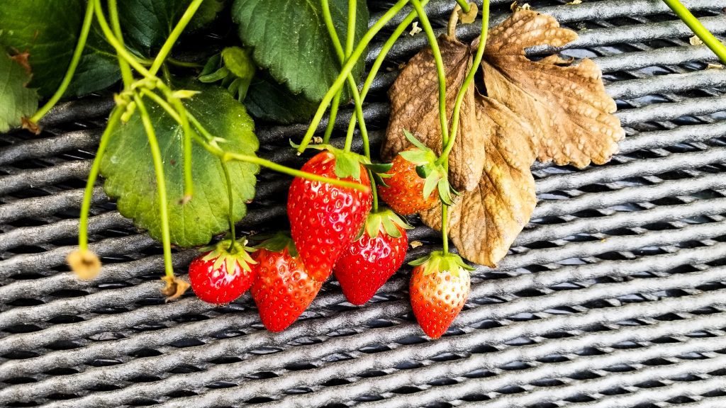 Ashikaga Strawberry Garden