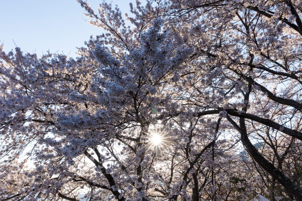 Cherry Blossom in Kawaguchiko