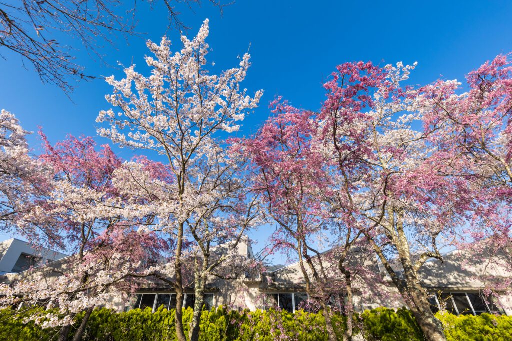 Colorful tree in Kawaguchiko