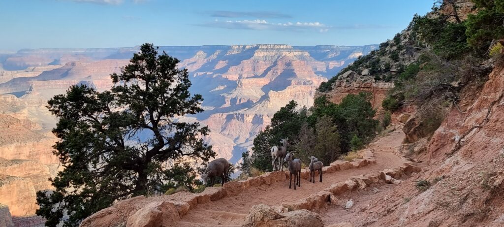 Mountain Goat in Kaibab Trail