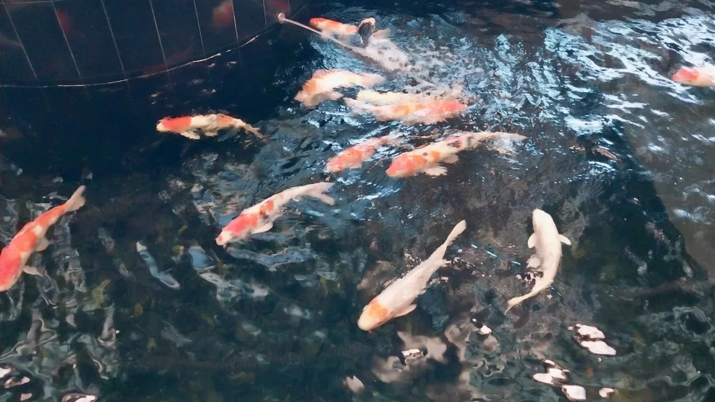 Koi Fish Changi